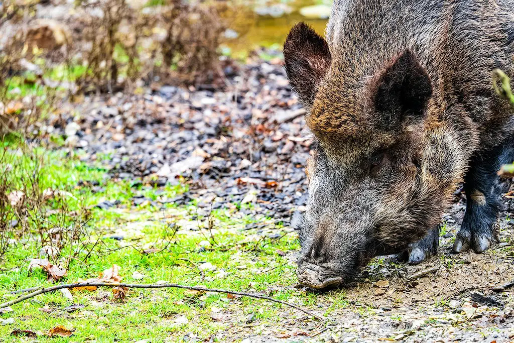 Desinfecten amb aigua i lleixiu els camins de Collserola per contenir la pesta porcina