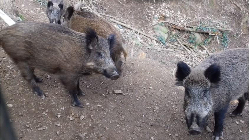 La Generalitat s'ha marcat l'objectiu de reduir significativament la població de senglars a Collserola | Generalitat de Catalunya